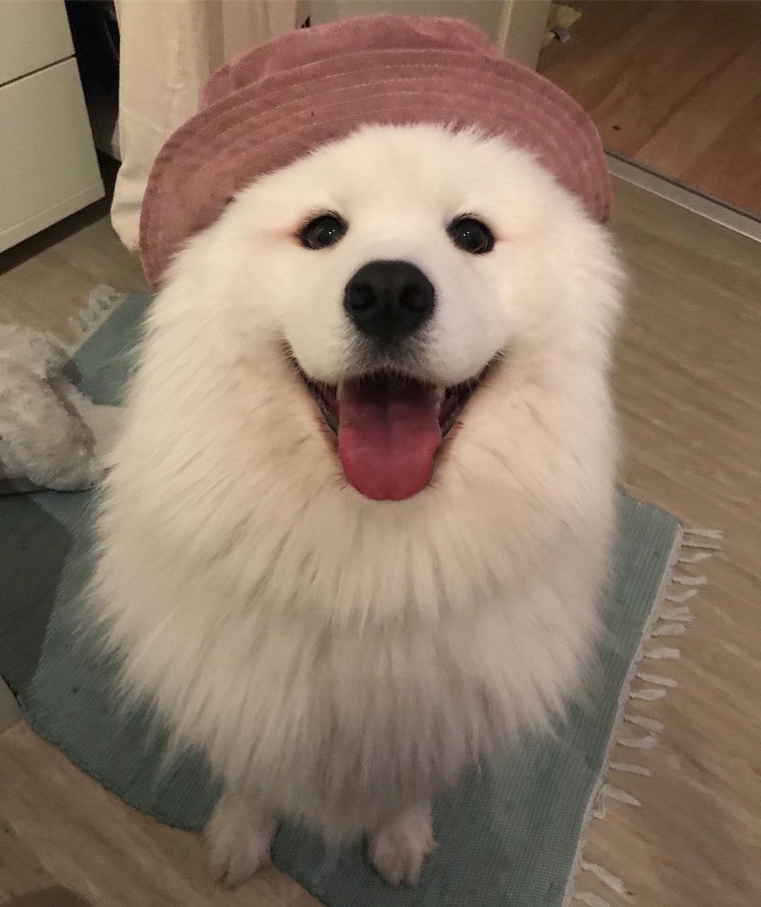 萨摩亚,求好心人领养 萨摩亚,求好心人领养