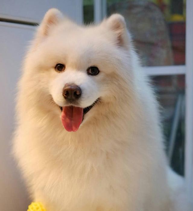 萨摩亚,求好心人领养 萨摩亚,求好心人领养