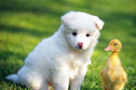 萨摩亚,求好心人领养 萨摩亚,求好心人领养